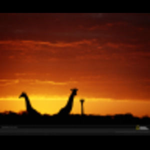 Meet your Posher, Kelly ann